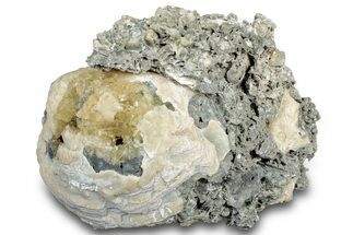 Fossil Clam (Mercenaria) w/ Fluorescent Calcite - Rucks' Pit, FL #300330