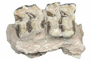 Fossil Oreodont (Merycoidodon) Jaw Section - South Dakota #300360