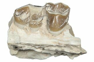 Fossil Oreodont (Merycoidodon) Jaw Section - South Dakota #300361