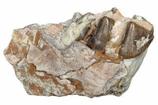 Fossil Oreodont (Merycoidodon) Jaw Section - South Dakota #300365