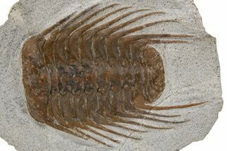 Spiny Selenopeltis Trilobite - Erfoud, Morocco #300372