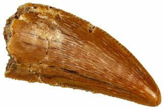Serrated Raptor Tooth - Real Dinosaur Tooth #299707