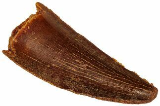 Serrated Raptor Tooth - Real Dinosaur Tooth #299716