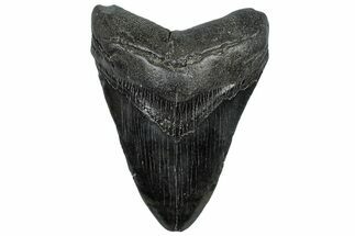 Fossil Megalodon Tooth - South Carolina #300221