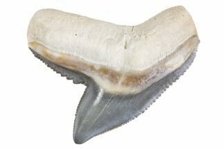 Fossil Tiger Shark (Galeocerdo) Tooth - Bone Valley, Florida #299487