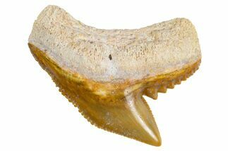 Fossil Tiger Shark (Galeocerdo) Tooth - Bone Valley, Florida #299488