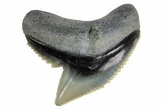 Fossil Tiger Shark (Galeocerdo) Tooth - Bone Valley, Florida #299494