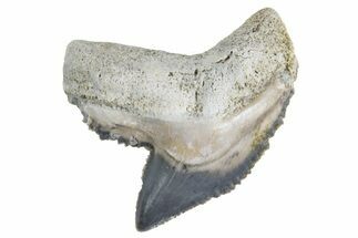 Fossil Tiger Shark (Galeocerdo) Tooth - Bone Valley, Florida #299497