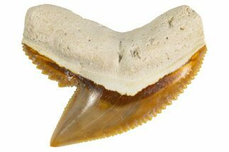Fossil Tiger Shark (Galeocerdo) Tooth - Bone Valley, Florida #299498