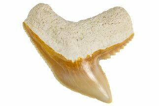 Fossil Tiger Shark (Galeocerdo) Tooth - Bone Valley, Florida #299501