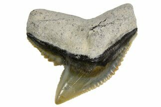 Fossil Tiger Shark (Galeocerdo) Tooth - Bone Valley, Florida #299504