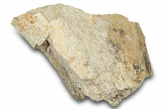 Dinosaur (Triceratops) Bone Section - Montana #300450