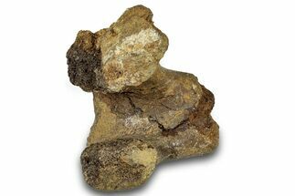 Dinosaur (Triceratops) Vertebral Arch Section - Montana #300453