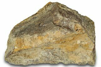 Dinosaur (Triceratops) Bone Section - Montana #300463