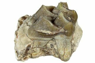 Fossil Oreodont (Merycoidodon) Jaw Section - South Dakota #300339