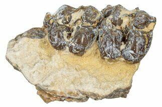 Fossil Oreodont (Merycoidodon) Jaw Section - South Dakota #300348