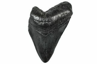 Partial, Fossil Megalodon Tooth - South Carolina #300144