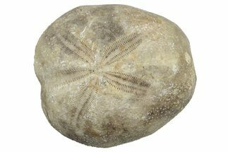 Cretaceous Sea Urchin (Palhemiaster) Fossil - Texas #300615