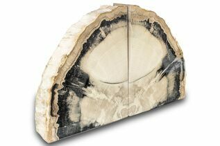 Petrified Wood For Sale