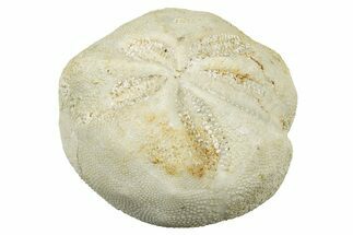 Eocene Sea Urchin (Schizaster) Fossil - Italy #300625