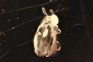 Fossil Ant-Like Stone Beetle (Scydmaeninae) & Spider Webs in Amber #300651