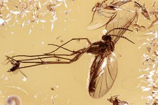 Detailed Fossil Fungus Gnat and Non-Biting Midges In Baltic Amber #300712