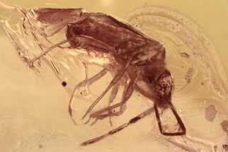 Detailed Fossil Adult True Bug (Heteroptera) In Baltic Amber #300722