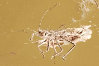 Rare Fossil Spiny Aphid (Palaeosiphon) In Baltic Amber #300723