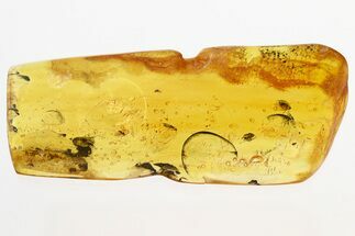 Fossil Dark-Winged Fungus Gnats In Baltic Amber #300674