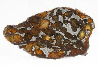 Polished Sericho Pallasite Meteorite ( g) Slice - Kenya #300768