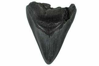 Partial Fossil Megalodon Tooth - South Carolina #300132