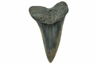 Fossil Mako Tooth - Lee Creek (Aurora), NC #300594