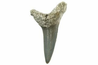 Fossil Shortfin Mako Tooth - Lee Creek (Aurora), NC #300479