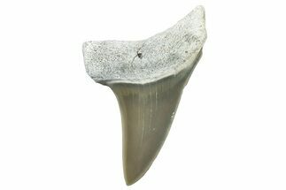 Fossil Mako Tooth - Lee Creek (Aurora), NC #300489