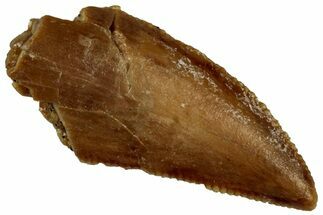 Serrated Raptor Tooth - Real Dinosaur Tooth #300908