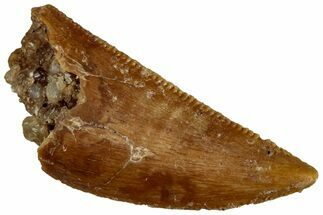 Serrated Raptor Tooth - Real Dinosaur Tooth #300919