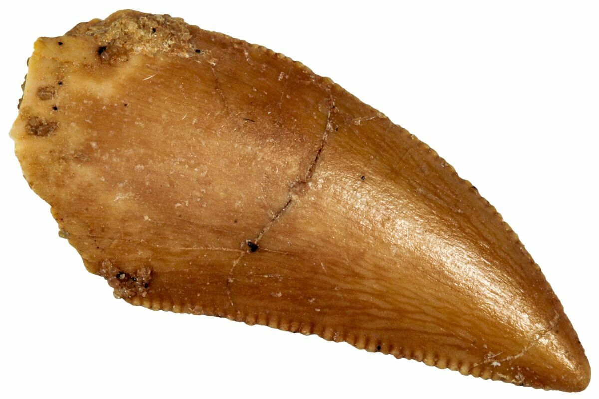 Dinosaur Tooth Scan Serrated .81