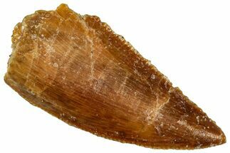 Serrated Raptor Tooth - Real Dinosaur Tooth #300955