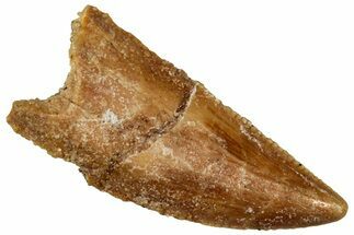 Serrated Raptor Tooth - Real Dinosaur Tooth #300956