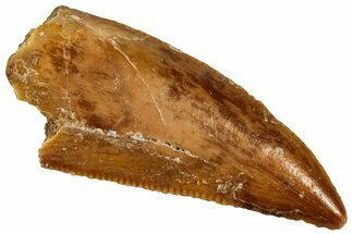 Serrated Raptor Tooth - Real Dinosaur Tooth #300963