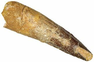 Fossil Spinosaurus Tooth - Real Dinosaur Tooth #301284