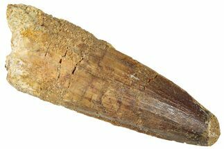 Fossil Spinosaurus Tooth - Real Dinosaur Tooth #301286