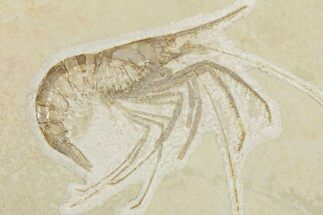 Huge, Fossil Shrimp (Aeger) - Solnhofen Limestone #301378