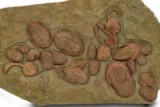 Amazing, Cluster Of Trilobites ( Species + Carpoids) - Fezouata #301485