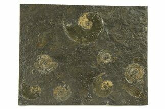 Fossil Ammonite Cluster - Posidonia Shale, Germany #301408