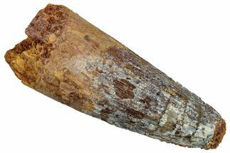 Fossil Spinosaurus Tooth - Real Dinosaur Tooth #301295