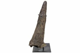 Fossil Triceratops Brow Horn - Montana #301773