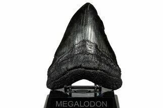 Serrated, Fossil Megalodon Tooth - South Carolina #301780