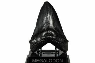 Heavy, Fossil Megalodon Tooth - South Carolina #301782