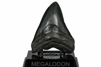 Fossil Megalodon Tooth - South Carolina #301786